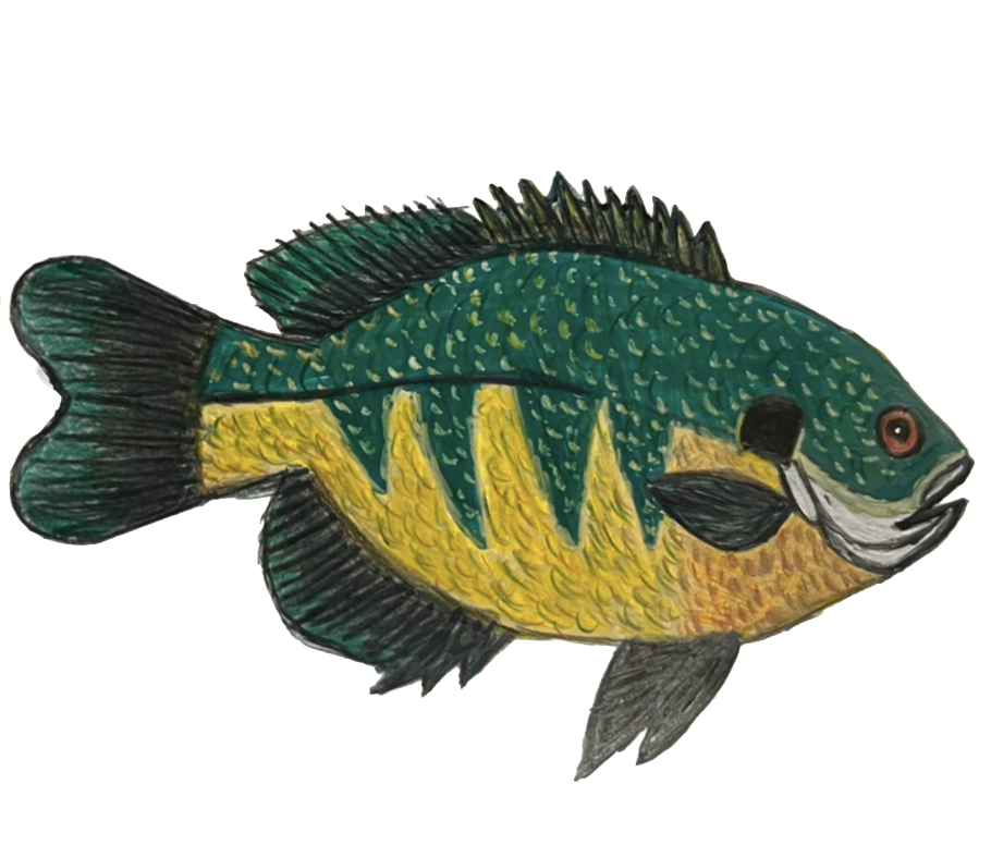 quest_fish