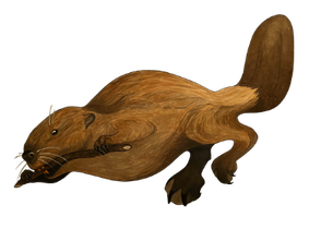 AMERICAN_BEAVER_Ulrich_Molly American Beaver