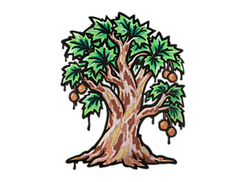 AMERICAN_SYCAMORE_Collins_Brandon2 American Sycamore
