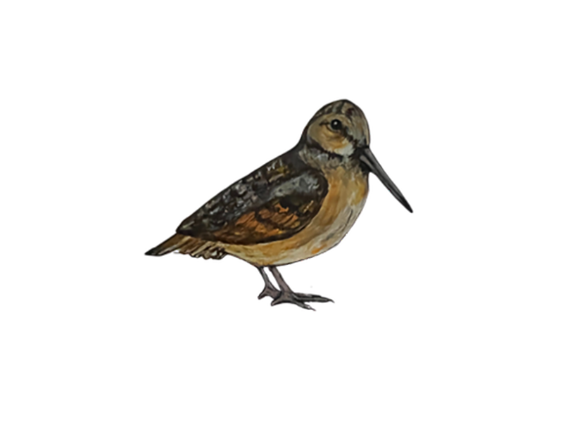 AMERICAN_WOODCOCK_Chamblee_Dina