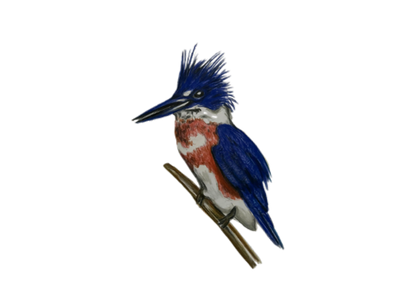 BELTED_KINGFISHER_Maciejewski_Mary