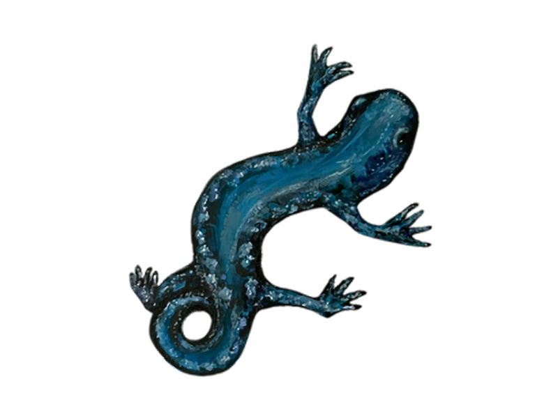 BLUE-SPOTTED_SALAMANDER_Chamblee_Dina