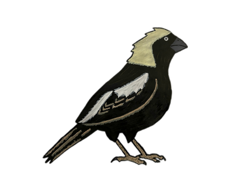 BOBOLINK_Johnson_Leah