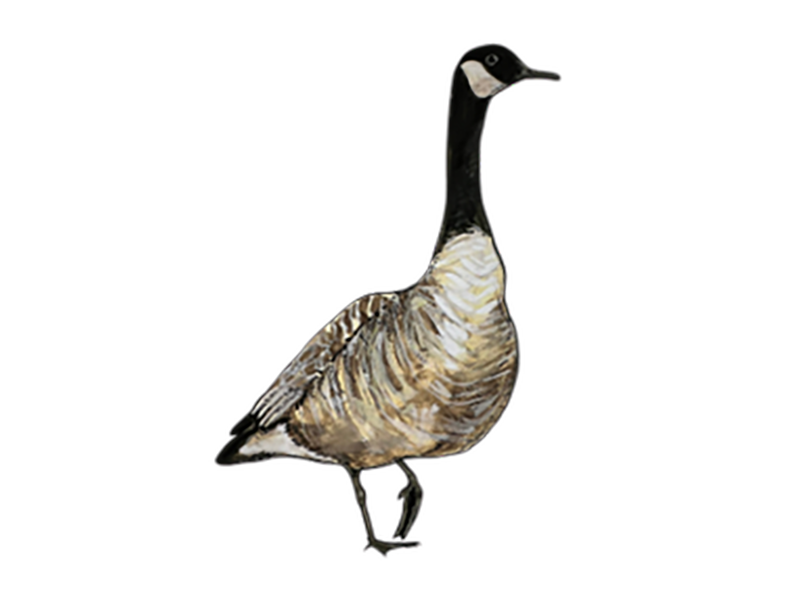 CANADA_GOOSE_Loraine_Christina