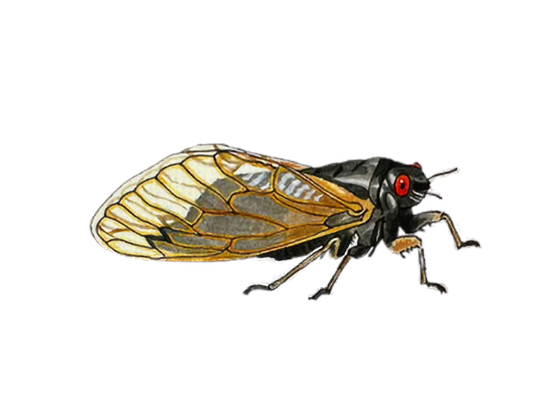 CICADA_Ulrich_Molly