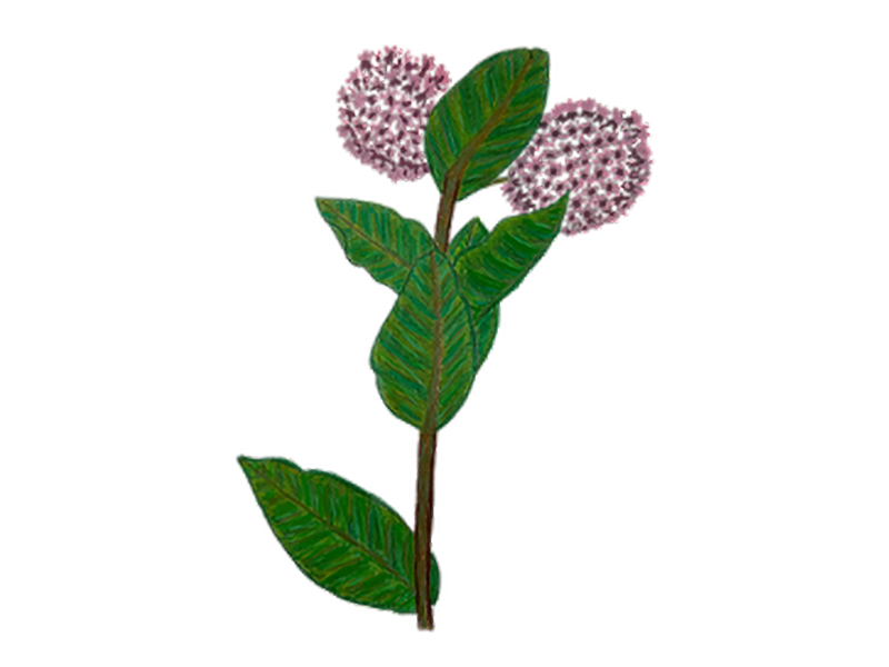 COMMON_MILKWEED_Johnson_Leah