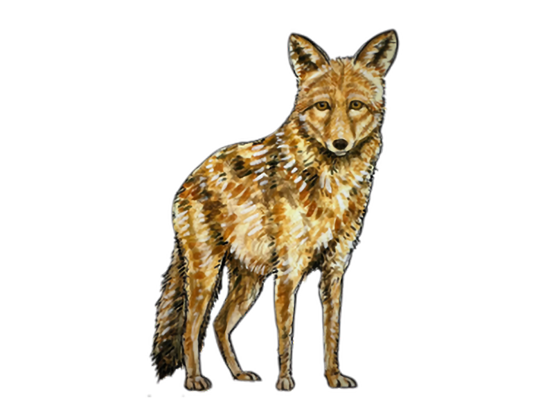 COYOTE_Loraine_Christina