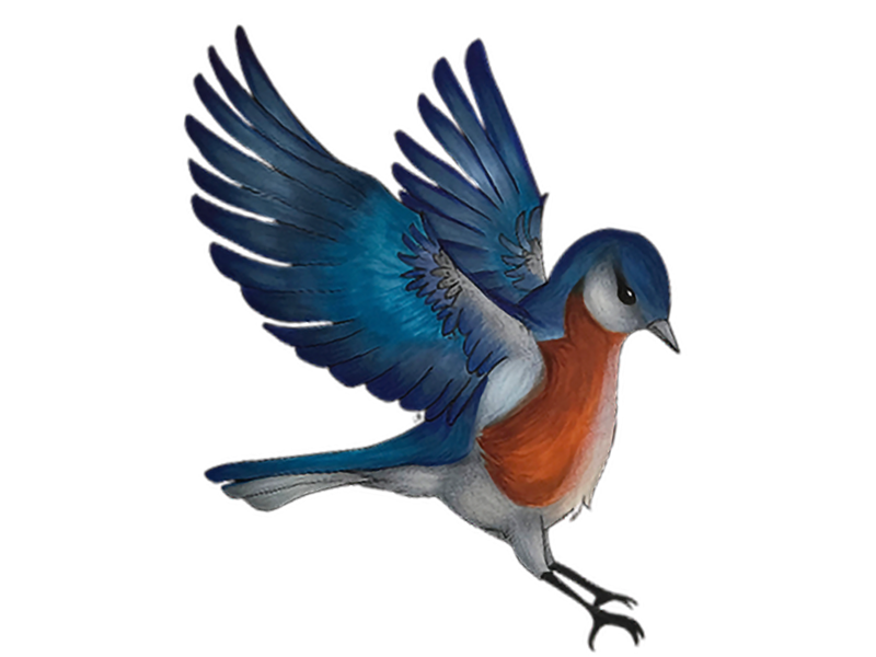 EASTERN_BLUEBIRD_Stoltz_Ellie