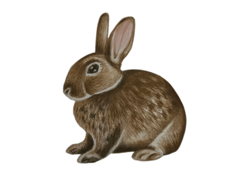 EASTERN_COTTONTAIL_Maciejewski_Mary