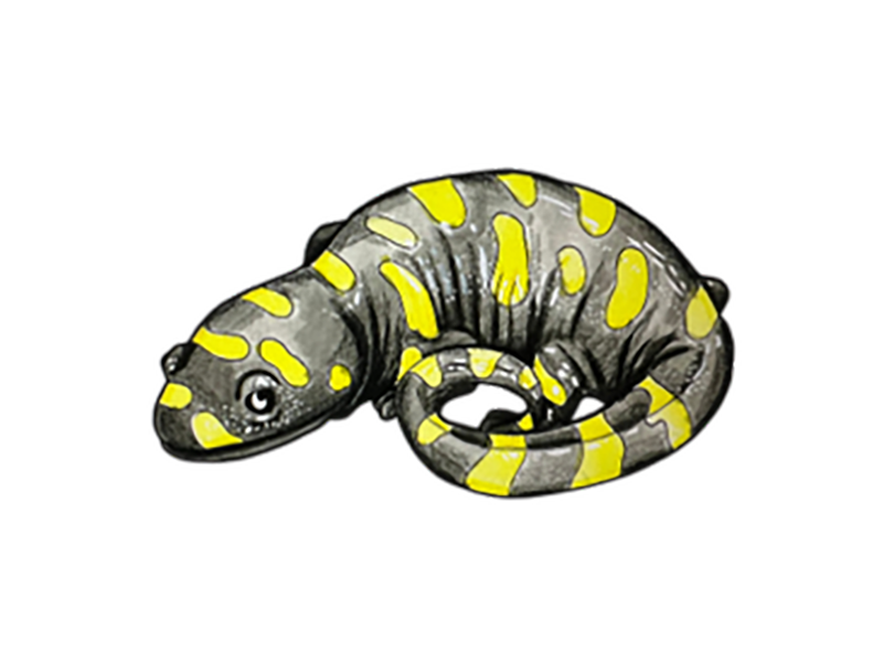 EASTERN_TIGER_SALAMANDER_Jones_Kitty_Paul