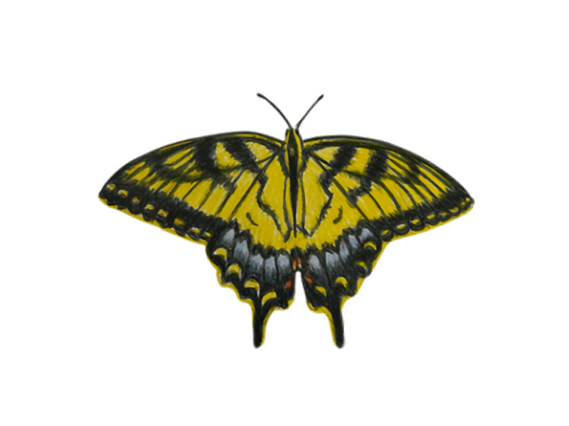 EASTERN_TIGER_SWALLOWTAIL_Maciejewski_Mary