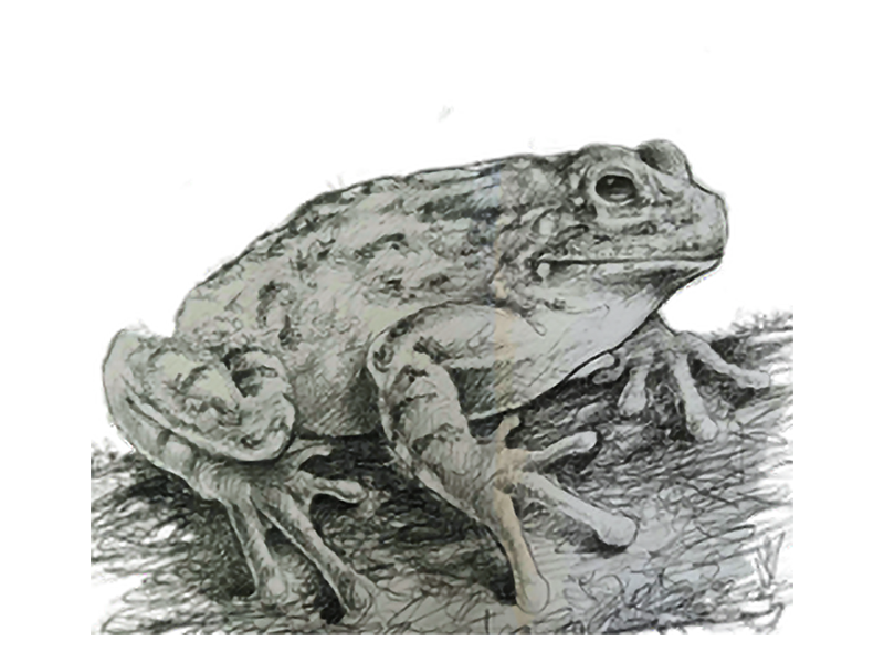 EASTERN_TREEFROG_Granzow_Sarah