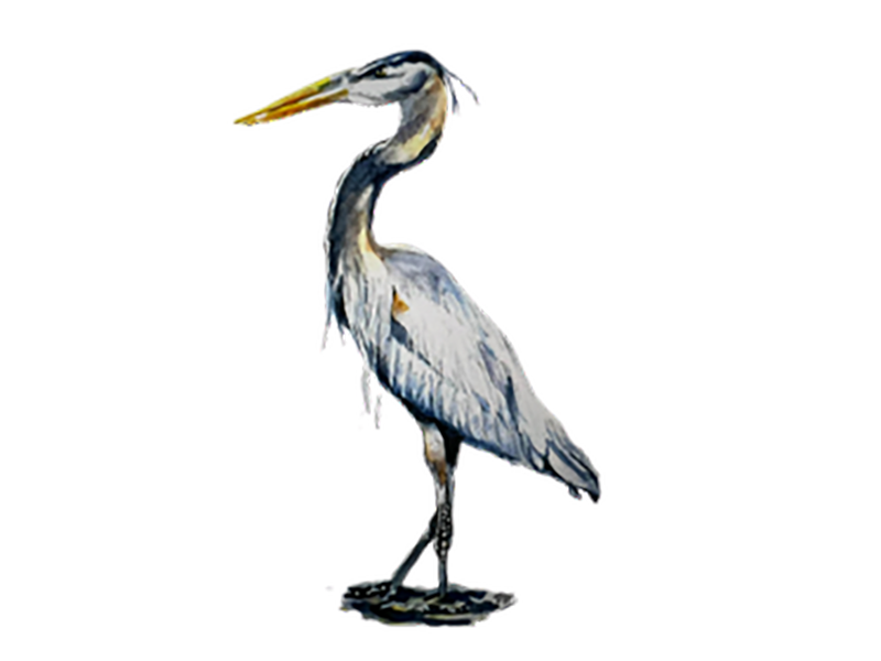 GREAT_BLUE_HERON_Bass_Mary