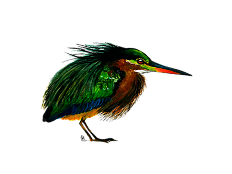 GREEN_HERON_Chamblee_Dina