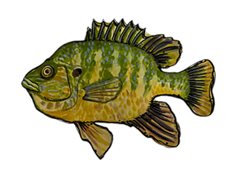 GREEN_SUNFISH_Loraine_Christina