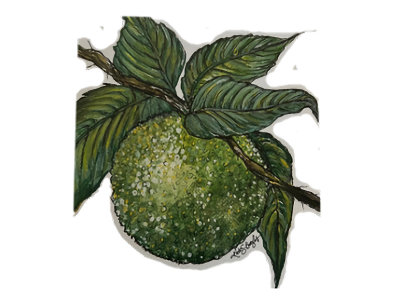 HEDGEAPPLE_Bretzlaff_Katie