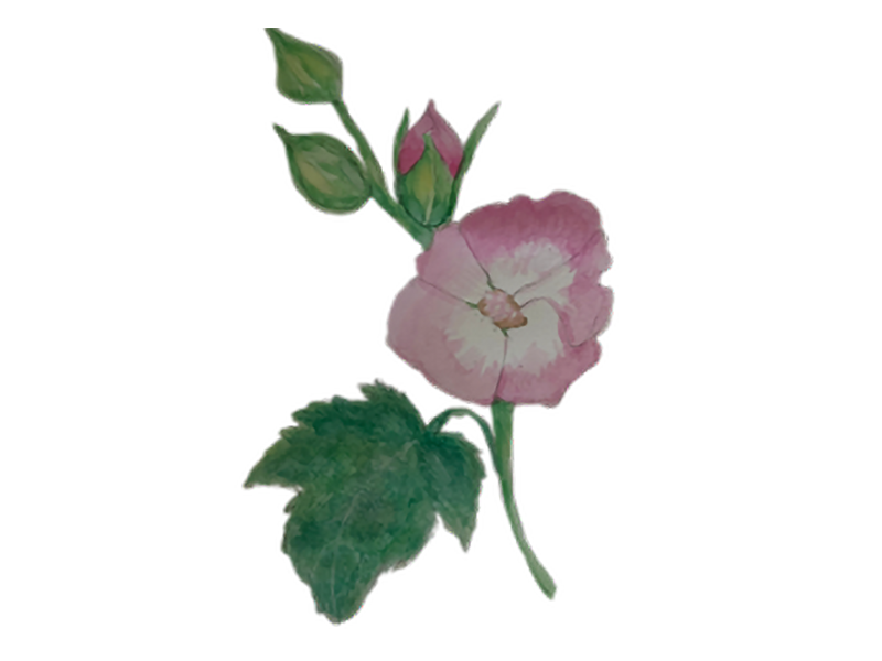 KANKAKEE_MALLOW_Klen_Mike