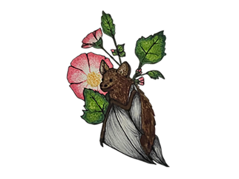 LITTLE_BROWN_BAT_Collins_Jessica