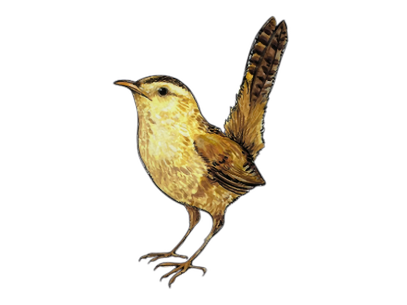 MARSH_WREN_Loraine_Christina