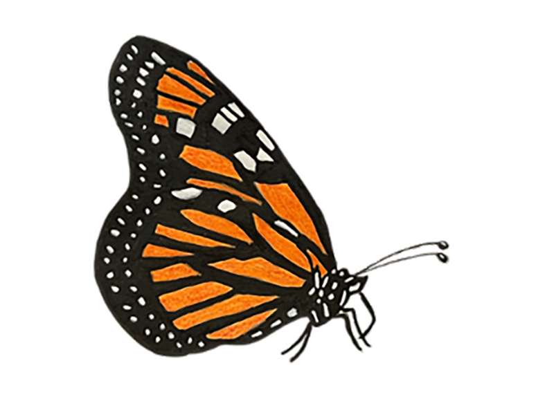MONARCH_BUTTERFLY_Johnson_Leah2