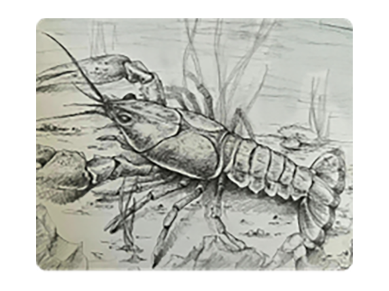NORTHERN_CLEARWATER_CrAYFISH_Granzow_Sarah