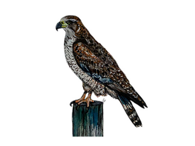 NORTHERN_HARRIER_Chamblee_Dina2