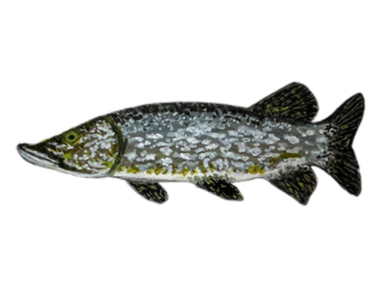 NORTHERN_PIKE_Phillips_Charlene