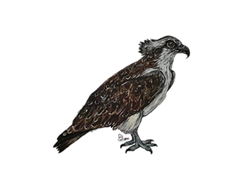 OSPREY_Chamblee_Dina2