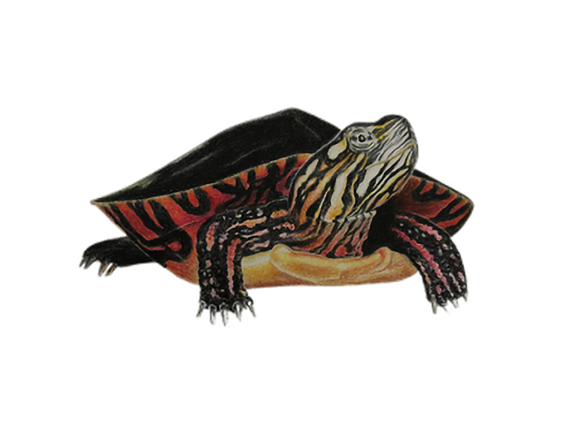 PAINTED_TURTLE_Tori_Cohagan