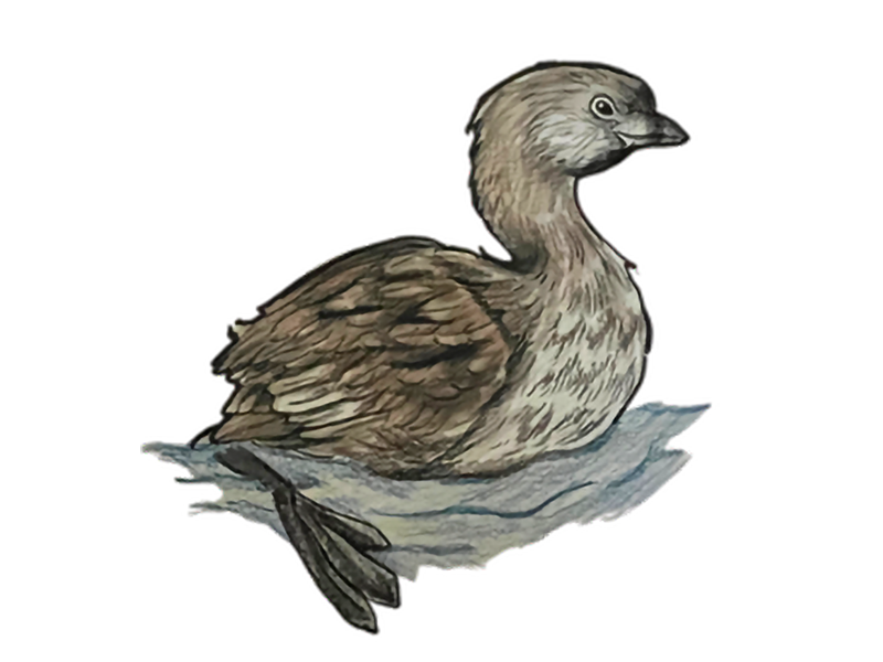PIE_BILLED_GREBE_Jones_Kitty_Paul