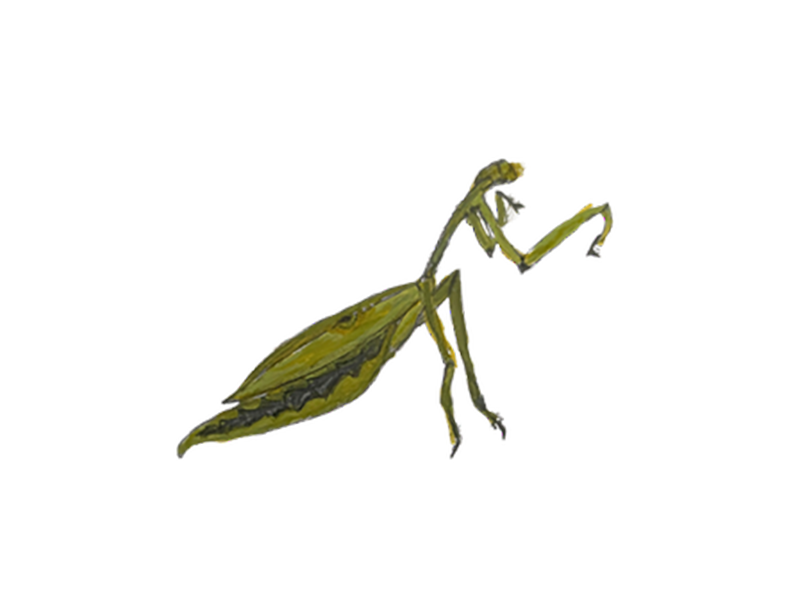 PRAYING_MANTIS_Phillips_Charlene