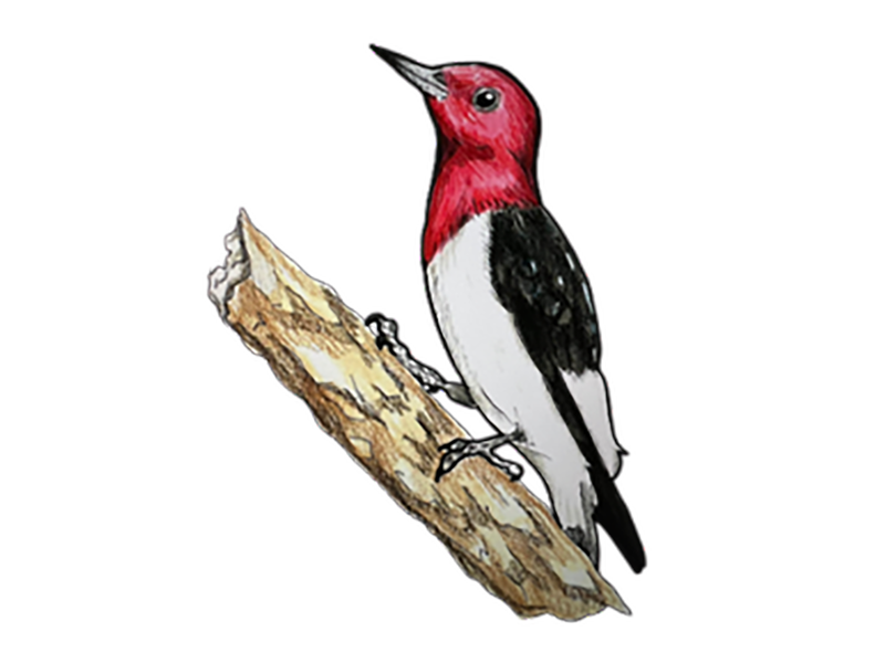 RED-HEADED_WOODPECKER_Jones_Kitty_Paul