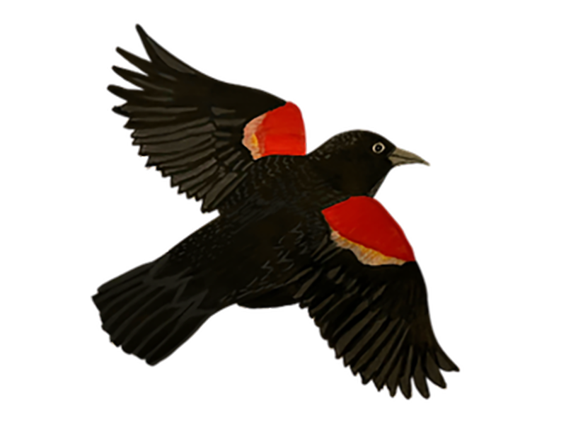 REDWINGED_BLACKBIRD_Johnson_Leah
