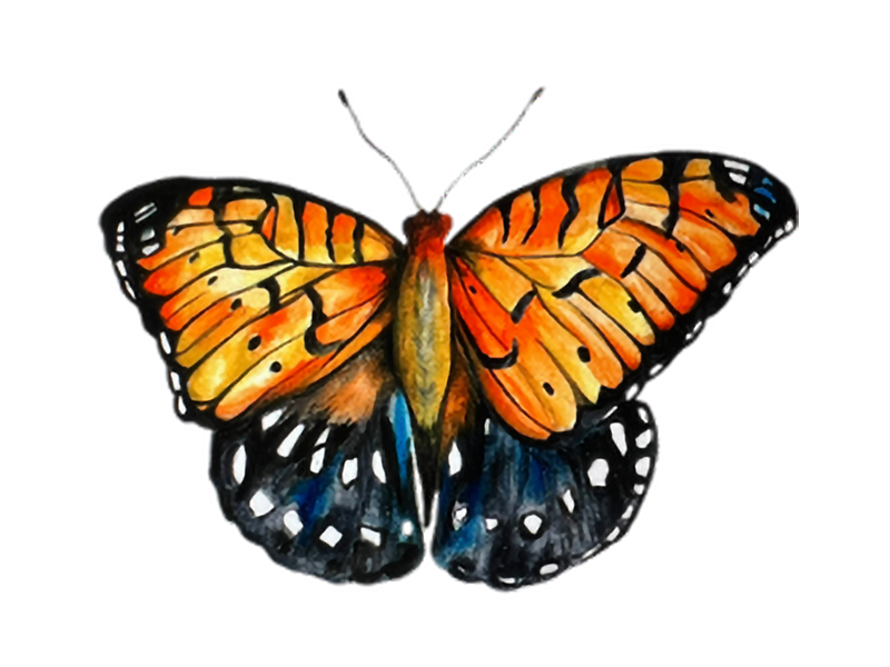 REGAL_FRITILLARY_BUTTERFLY_Locke_Katie