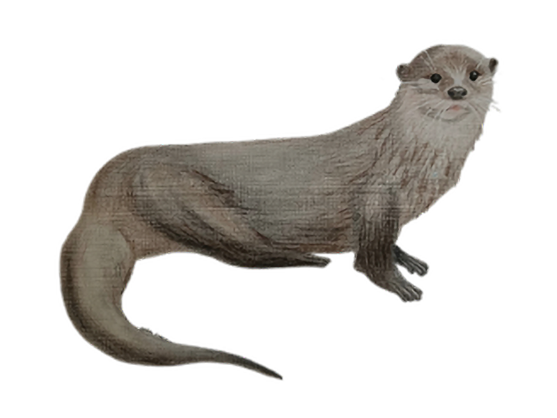 RIVER_OTTER_Mayorga_Melissa