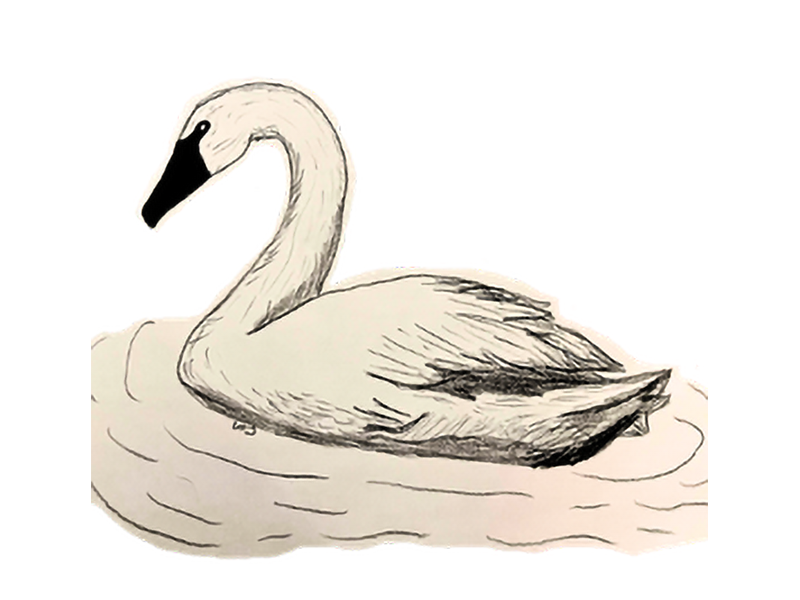 TRUMPETER_SWAN_Johnson_Leah
