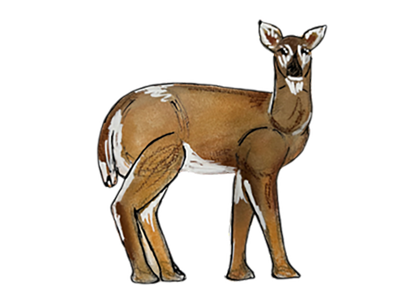 WHITE-TAILED_DEER_Walters_Miranda