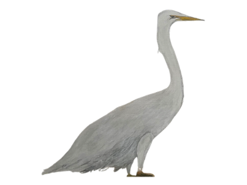 great_egret_phillips